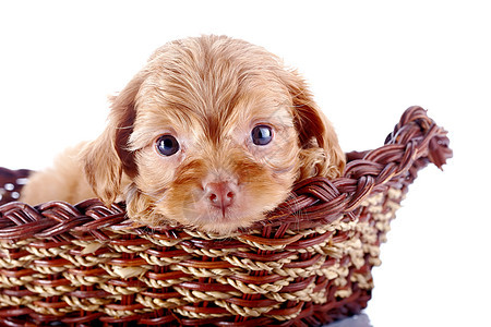 小可爱的小狗 装饰的狗 在一篮子里乐趣友谊犬类动物褐色贵宾犬朋友宠物爪子毛皮图片