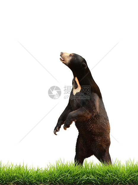 与绿草隔绝的麦芽太阳熊连体白色荒野哺乳动物黑色动物园太阳熊捕食者动物热带图片