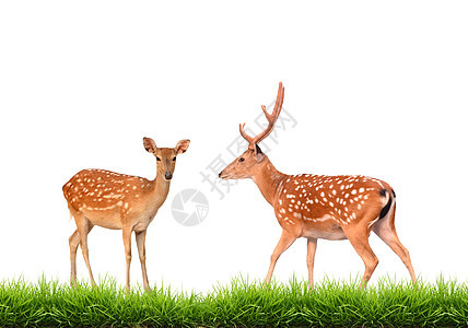 与绿草隔离的海鹿白色动物男性哺乳动物绿色草地斑点野生动物女性动物群图片