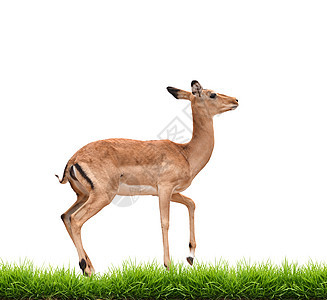 与绿草隔离的伊卜拉荒野白色动物食草野生动物羚羊绿色公园环境动物群图片