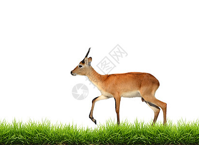 与绿草隔离的红草地场地动物绿色食草荒野羚羊野生动物哺乳动物草原图片
