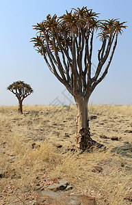 Namib沙漠景观中的Quiver树植物纳米布花岗岩旅行风景环境生态阳光石头分支机构图片