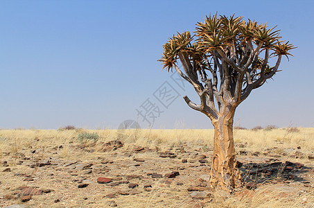 Namib沙漠景观中的Quiver树蓝色风景芦荟花岗岩纳米布干旱生态植物公园荒野图片