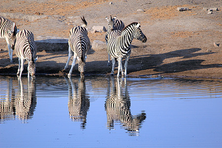 伊托沙荒野公园Burchells 斑马的牧群饮用水图片
