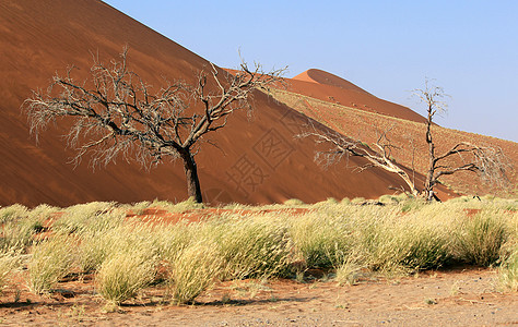 塞斯里姆附近纳尼布沙漠的索苏夫莱沙丘景观沙漠沙丘公园假期孤独国家纳米布死亡旅行单人图片