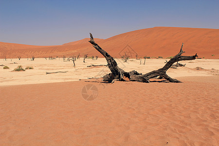 索苏夫莱在塞斯里附近的纳尼布沙漠中死去的山谷地貌纳米布风景山脊沙丘航向单人植物假期纸牌沙漠图片