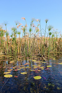 奥卡万戈三角洲水和植物景观环境反射公园大草原旅游旅行野生动物娱乐沼泽森林图片