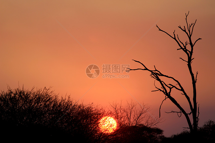 Etosha自然保护区野生动物公园日落戏剧性荒野阳光季节橙子地平线公园太阳旅行森林图片