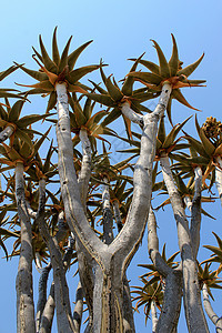 Namib沙漠地带的Quiver树图片