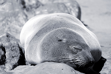 大西洋海岸Cape Cross保留区海豹图片