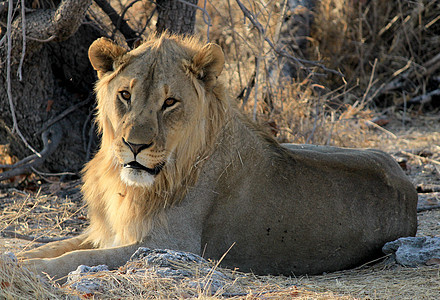 伊托沙部落的年轻男性狮子躺在草地上食肉大草原力量女性猎人国王环境动物园野生动物王国图片