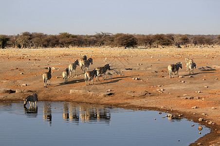 伊托沙荒野公园Burchell 斑马的牧群饮用水斑马荒野哺乳动物国家马属生态食草沙漠条纹地球图片