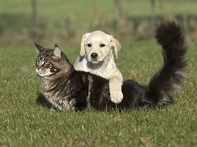 猫和小狗白色犬类朋友们虎斑森林动物猫咪友谊小猫宠物图片