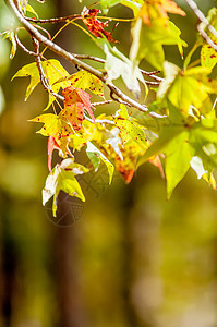 秋天叶为抽象背景环境橡木太阳褪色季节植物植物群森林墙纸公园图片