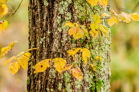 树干上的秋树叶背景图片