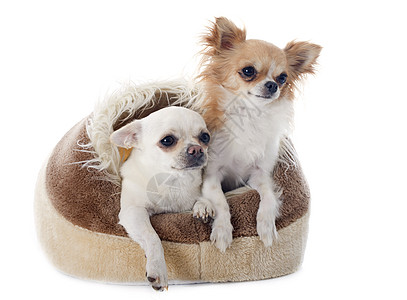狗床上的吉娃娃狗窝白色动物伴侣犬类宠物工作室软垫棕色图片
