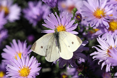 花朵宏上的白蝴蝶图片
