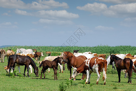 牲畜和牧牛的马图片