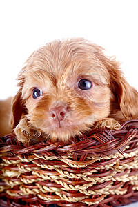 一只小狗的肖像 一个装饰的小狗 在一篮子里朋友贵宾犬哺乳动物褐色动物犬类友谊幸福乐趣棕色图片