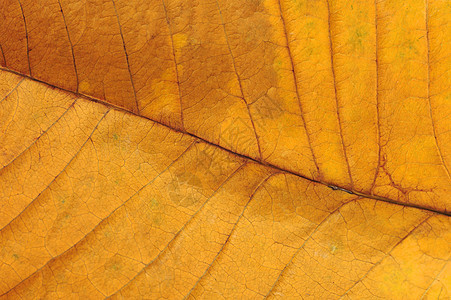 叶子黄色效果叶脉金子宏观纹理植物背景图片