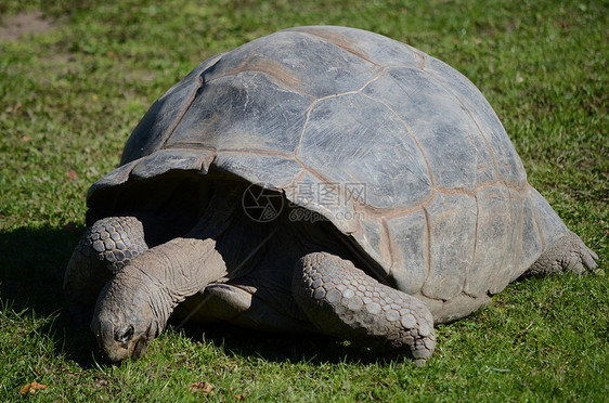 巨龟动物群野生动物草地动物园爬虫乌龟爬行动物动物图片