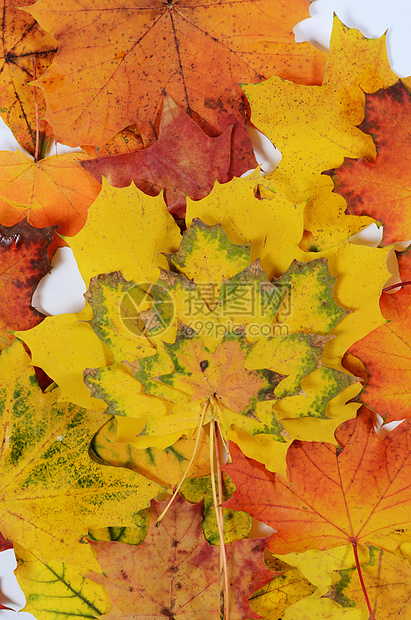 秋季假期树叶季节黄色橙子红色叶子图片