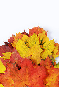 秋季树叶 为文字留出空白橙子黄色季节白色叶子绿色红色图片