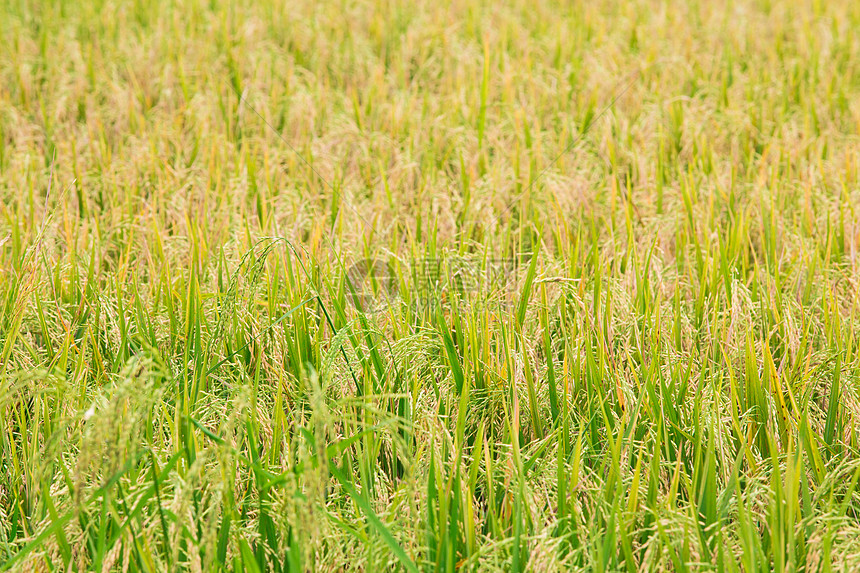 稻米田摄影文化农场稻田风景旅行收获牧场主食场地图片
