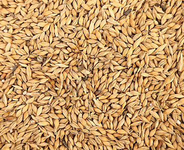 近乎小麦的谷物棕色麦芽饮料啤酒厂收成酒精植物群食物大麦宏观图片