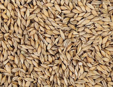 近乎小麦的谷物宏观粮食大麦种子啤酒厂麦芽酒精主食食物植物群图片