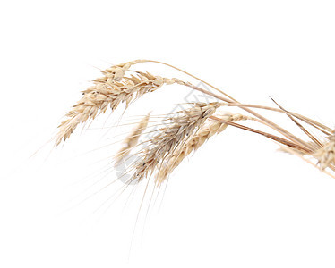 靠近小麦耳朵早餐玉米生长栽培收获农业稻草种子燕麦谷物图片