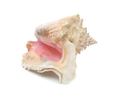 海壳 关门螺旋宏观海洋棕色贝壳贝类漩涡海滩旅行纪念品图片