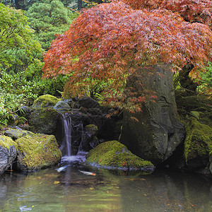 位于瀑布池塘的红树季节锦鲤金鱼岩石植物红色蕾丝叶灌木树叶叶子图片