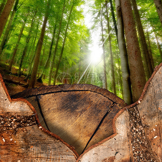 森林中的树枝分割区松树森林环境树干季节能量温暖柴堆林业壁炉图片