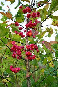 Spindle树欧元优美木枝条衬套紫色植物温室红色季节绿色花园橙子图片
