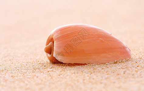 沙滩上的贝壳海岸线支撑旅行海洋白色晴天生活环境甲壳季节图片
