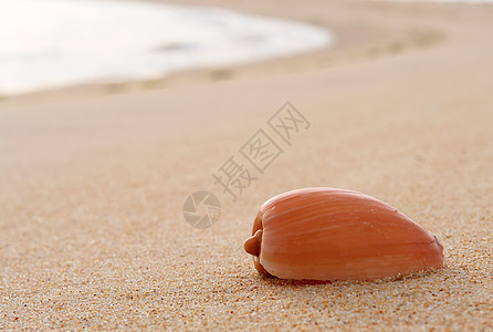 沙滩沙砂中的海壳细节生活贝壳动物海洋海岸海滩甲壳环境支撑季节图片