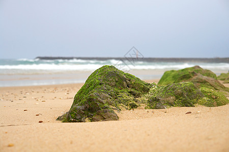 沿海海岸石墙上的蚊子生活荒野岩石风景石头植物群生态公园宏观季节图片