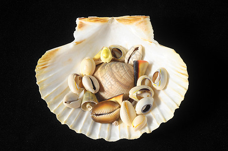 海壳壳獠牙贝壳海洋骨骼螺旋蜗牛粉笔框架扇贝沉积物图片