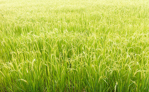 稻米田植物群花园白色场地绿色食物树叶收成农村黄色图片