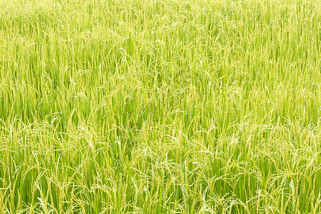 稻米田白色植物群场地植物学树叶黄色农村绿色农场收成图片