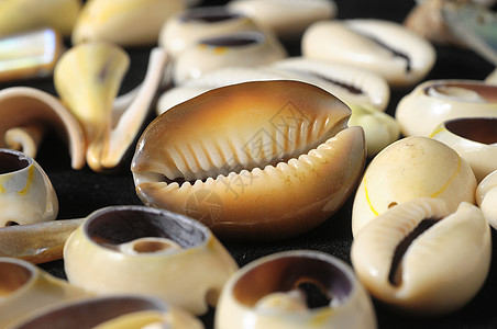 海壳壳甲壳螺旋贝类骨骼案件粉笔甲壳虫石灰石框架蜗牛图片