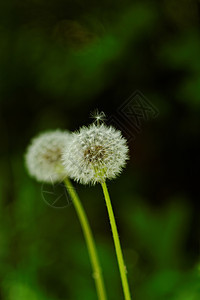 蒲公英花花朵杂草植物学草地蓝色生活花园种子场景飞行图片