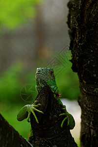 绿色蜥蜴的肖像异国热带野生动物尾巴鬣蜥爬行者情调生物脊椎动物眼睛图片