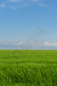 蓝云天空下的小麦田农场草地季节天空牧场谷物玉米草原植物天气图片