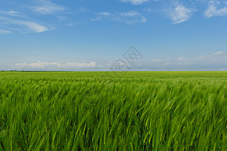 蓝云天空下的小麦田农场农业草原农田草地蓝色天气风景季节牧场图片