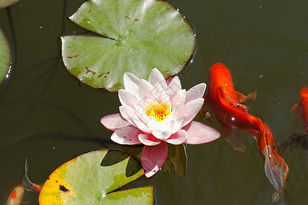 粉红水百合叶子花朵季节水池植物群花瓣花园植物反射睡莲图片