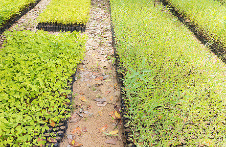 植物苗圃温室生产园林植物群商业园艺叶子房子植物学绿化图片