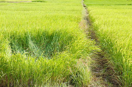 绿地路径稻草蓝色牧场种植园粮食收成农村热带线条农场图片