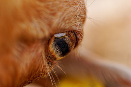 山羊的眼睛牛角盘子农业毛皮棕色哺乳动物黄色乡村农场宏观图片